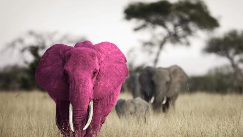 Herd of elephants walking through tall grass